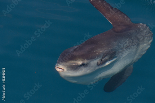 Foto sunfish on sea surface while eating velella jellyfish