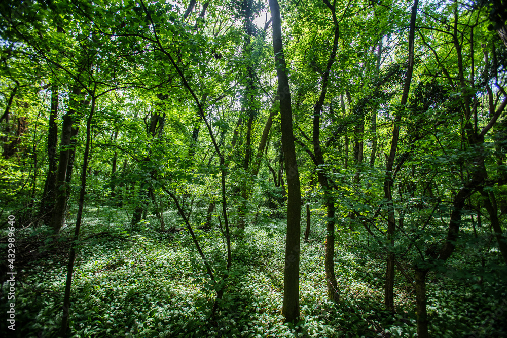 green spring forest green spring forest