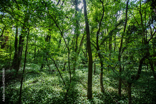 green spring forest 