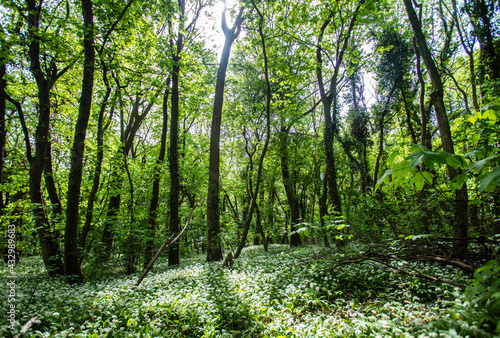 Fototapeta Naklejka Na Ścianę i Meble -  green spring forest 