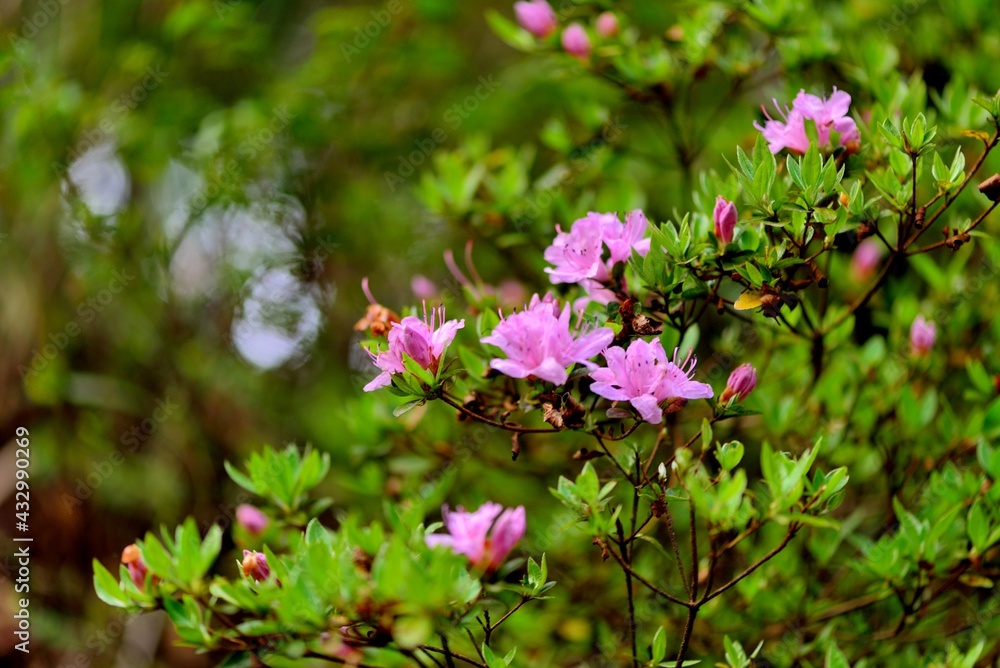Alpine azalea blooms,in the Taiwan Alpine azalea blooms,in the Taiwan