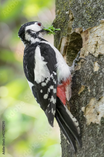 After hunt  portrait of Great spotted woodpecker on nest  Dendrocopos major 