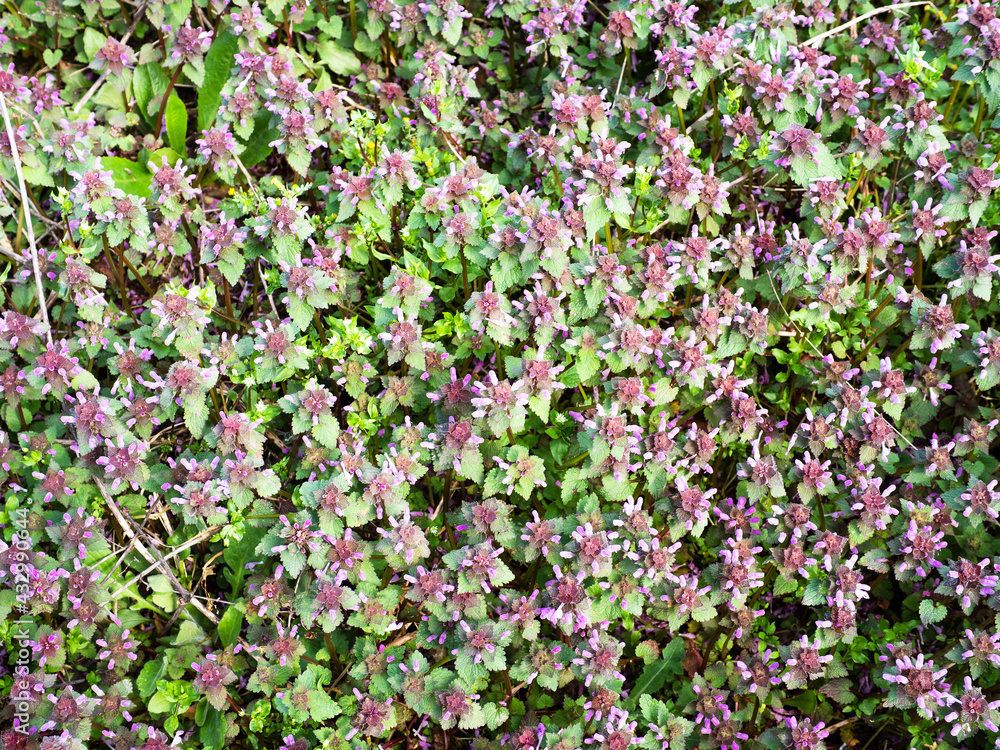 top view of dense purple flowers on green meadow