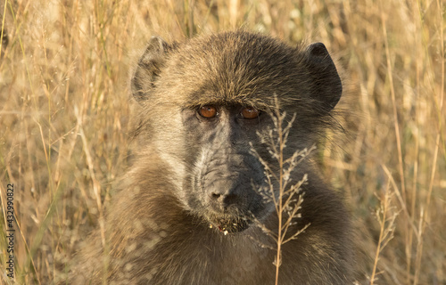 Cute close-up of a young Chacma Baboon's face sitting in the dry, yellow grass, Kruger National Park. 