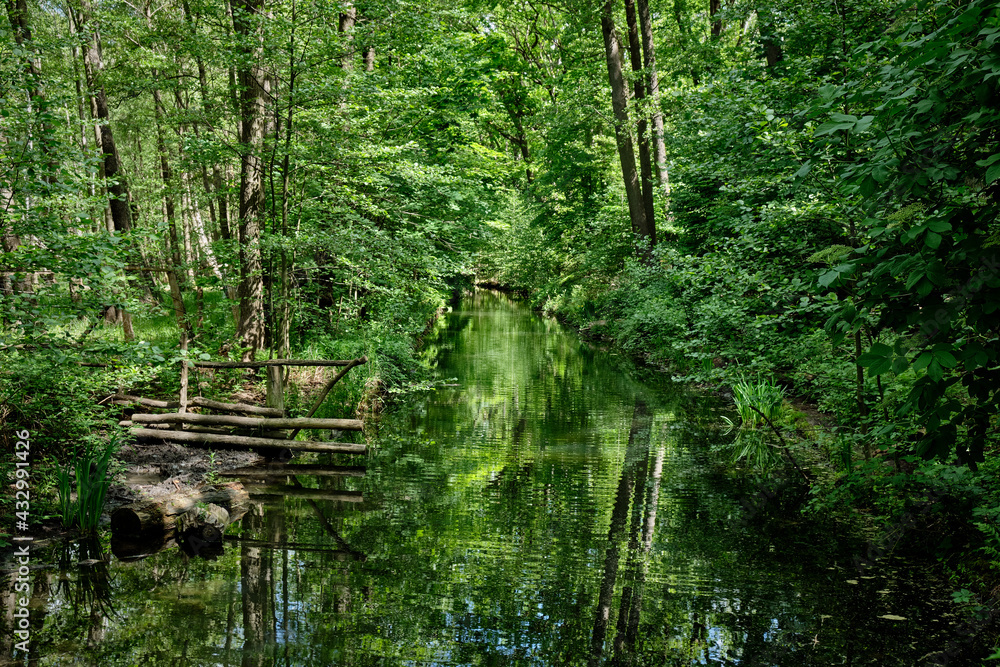 Grüne Sumpflandschaft: der Grüne Sumpflandschaft: der