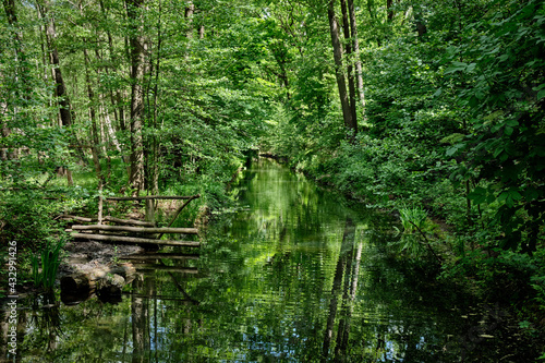 Photography Grüne Sumpflandschaft: der Hundekehlegraben am Nordende des Berliner Grunewald