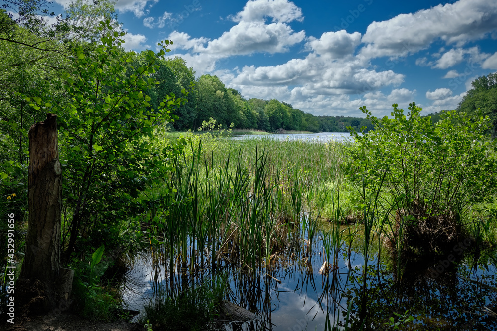 Sumpfgebiet am Nordufer des Berliner Grunewaldsees Sumpfgebiet am Nordufer des Berliner Grunewaldsees