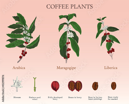 Stages of coffee from flower to bean. Vintage engraving, vector coloured set of varieties of coffee plants. Engraving published in 1881