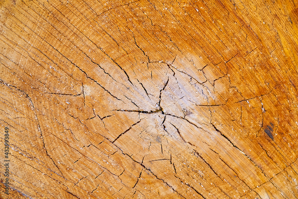 Fototapeta premium wood texture on a cut of a tree. lumber industry. woodlog texture of tree stump close up