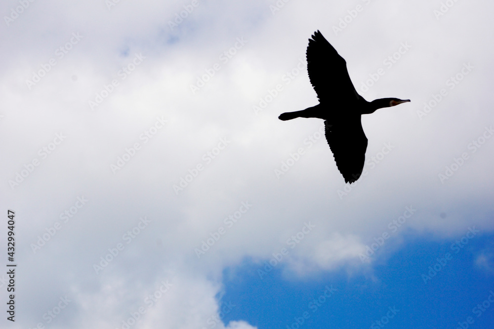 Fototapeta premium A Great Cormorant in flight. The bird soars in the sky. Black sea bird