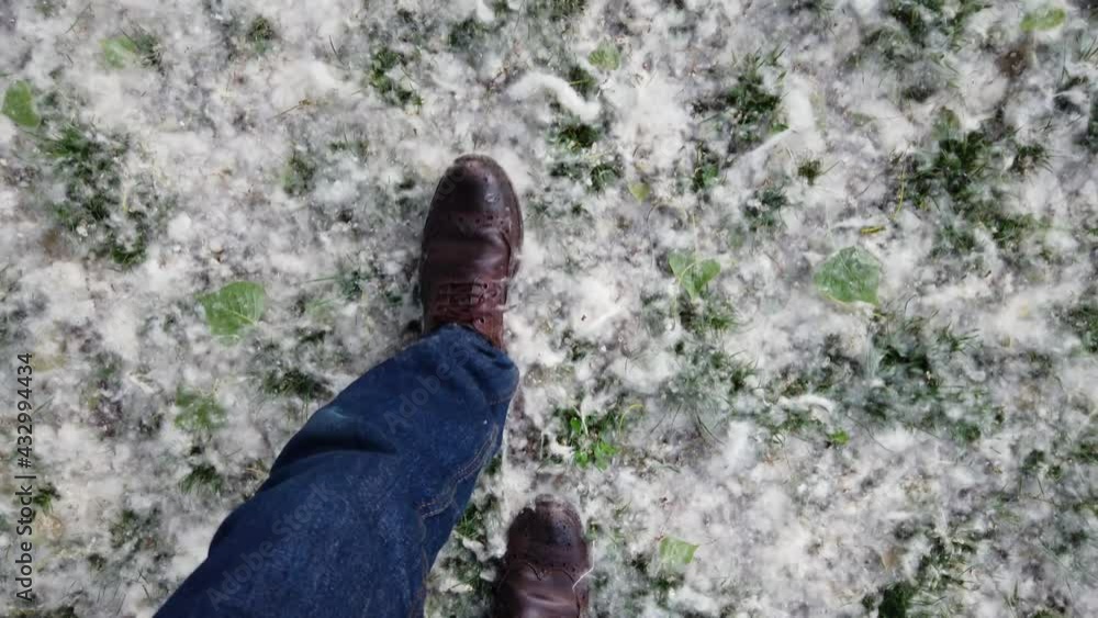 Europe, Milan Italy, pollen and seasonal allergies in spring with the flowering of poplars in the parks - field completely covered with grasses harmful to human health