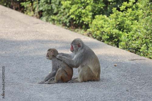 the wiild Monkey In Kam Shan Country Park, Kowloon photo