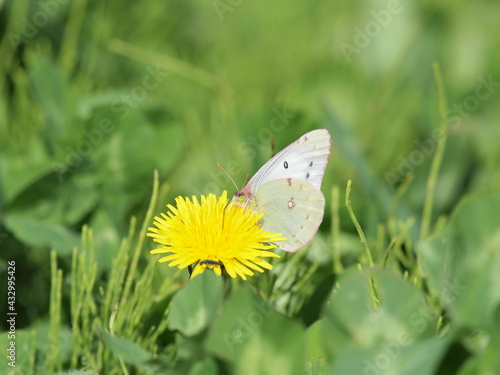 タンポポの蜜を吸う白いモンキチョウ2