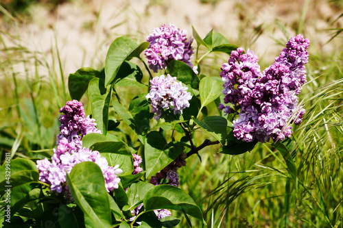 branch with spring lilac flowers Republic of Crimea, Sea of Azov, Kazantip. Shchelkino, photo