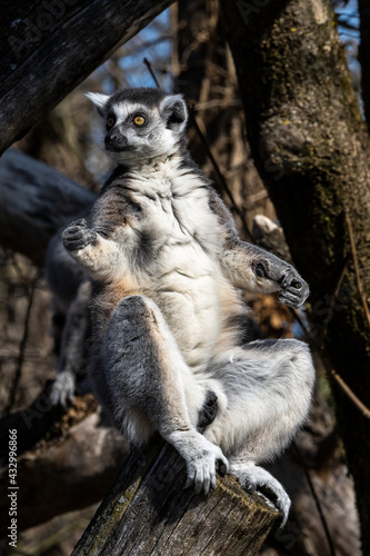 The ring-tailed lemur Lemur catta with white ringed tail is the most known lemur
