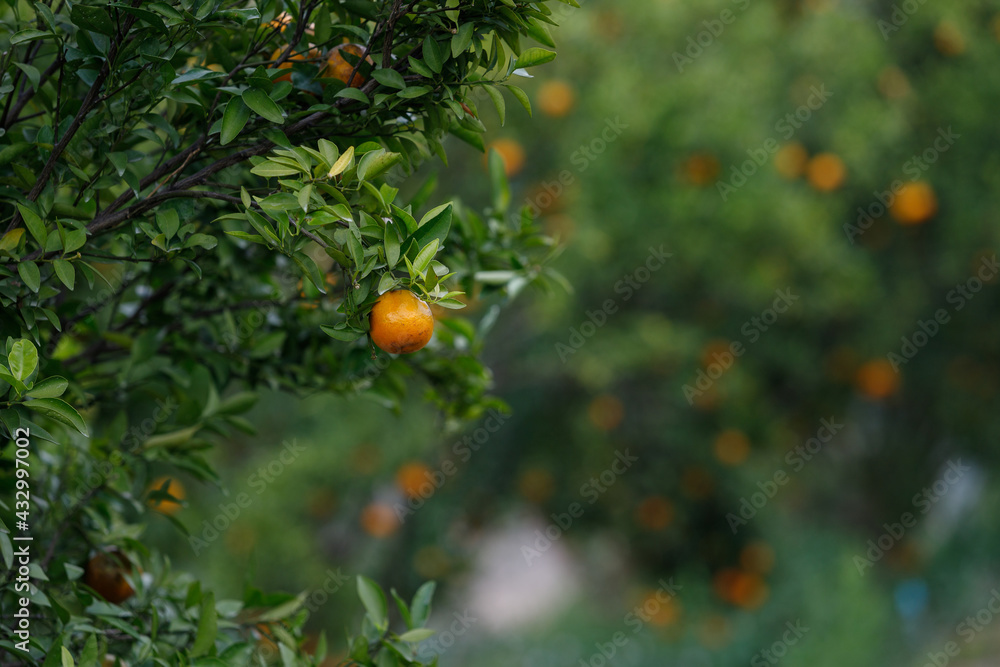 Ripe oranges hanging on branch at tangerine garden Ripe oranges hanging on branch at tangerine garden