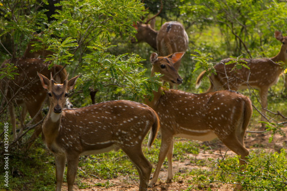 two lovely spotted deers at yala national park two lovely spotted deers at yala national park