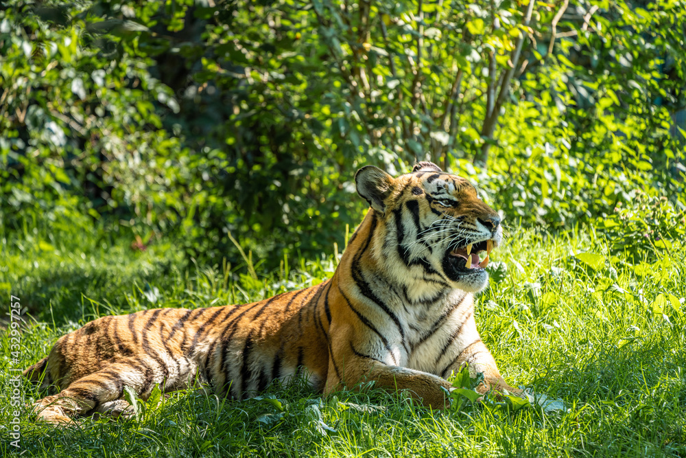 Fototapeta premium The Siberian tiger,Panthera tigris altaica in a park