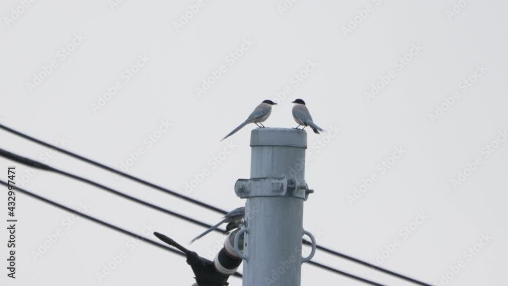Azure-Winged Magpie Birds Flying And Rested Down On Electricity Pole In Tokyo, Japan. - Slow Motion Azure-Winged Magpie Birds Flying And Rested Down On Electricity Pole In Tokyo, Japan. - Slow Motion