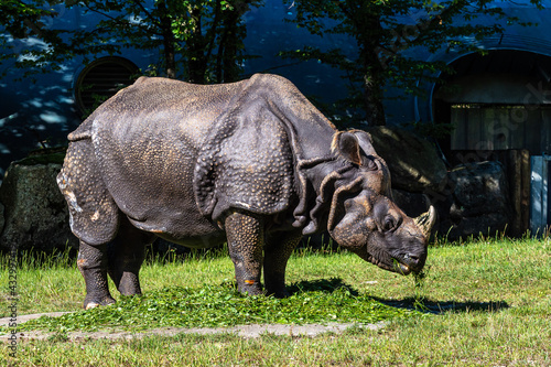 The Indian Rhinoceros  Rhinoceros unicornis aka Greater One-horned Rhinoceros