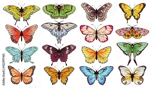 Butterfly. Spring butterflies, insects with colorful wings. Wedding invitation elegant decoration, summer exotic elements isolated vector set. Beautiful flying multicolored moth creatures