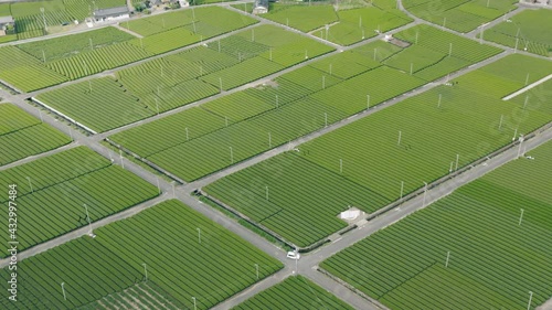 Panoramic View Of Lush Tea Farms In Kawane, Shizuoka Prefecture, Japan - aerial drone shot photo