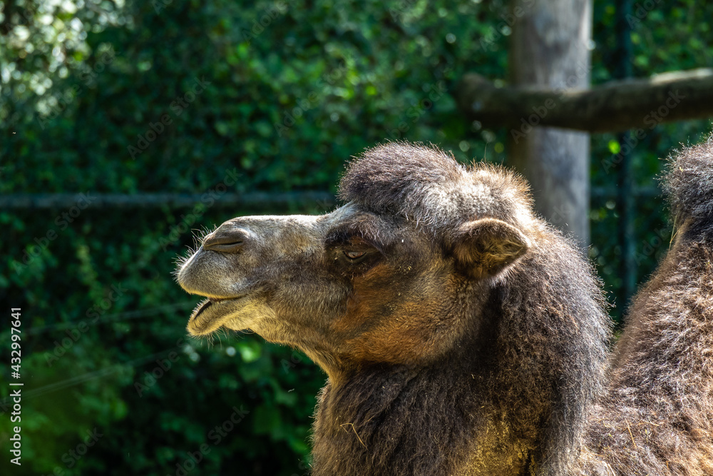 Bactrian camel, Camelus bactrianus in a german park