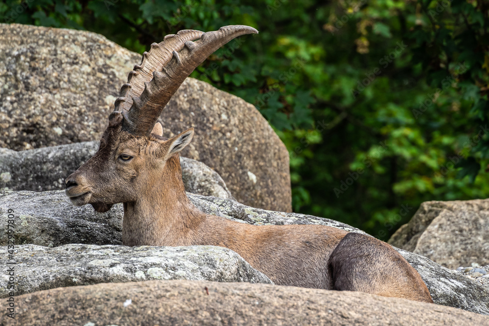 Male mountain ibex or capra ibex on a rock