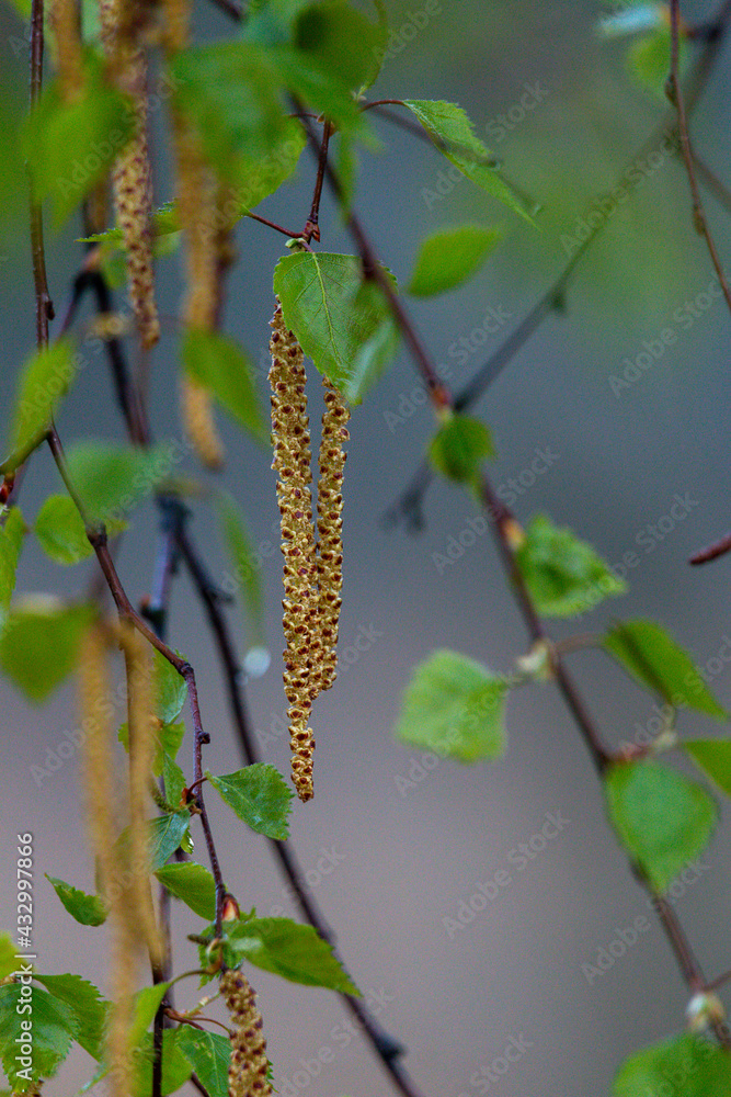 Kätzchen einer Hänge Birke, Nahaufnahme