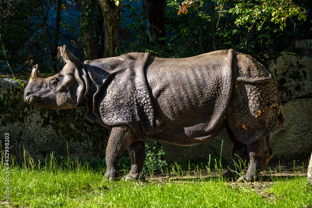 Fototapeta premium The Indian Rhinoceros, Rhinoceros unicornis aka Greater One-horned Rhinoceros