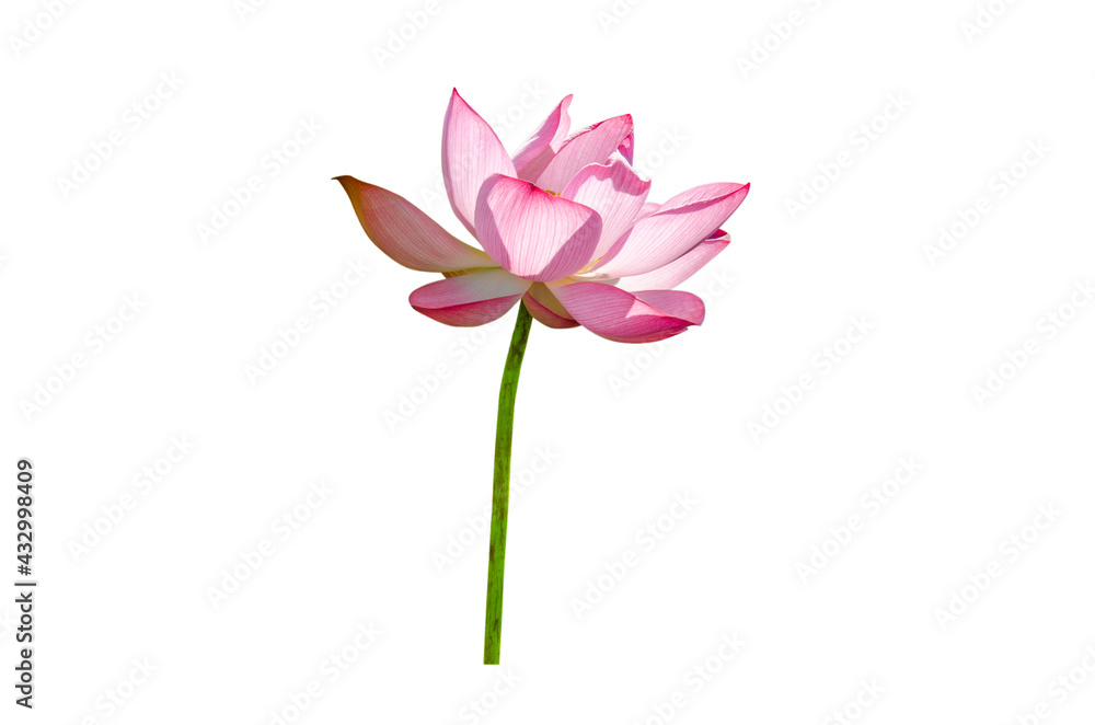 Beautiful lotus flower isolated on white background with Clipping Paths.