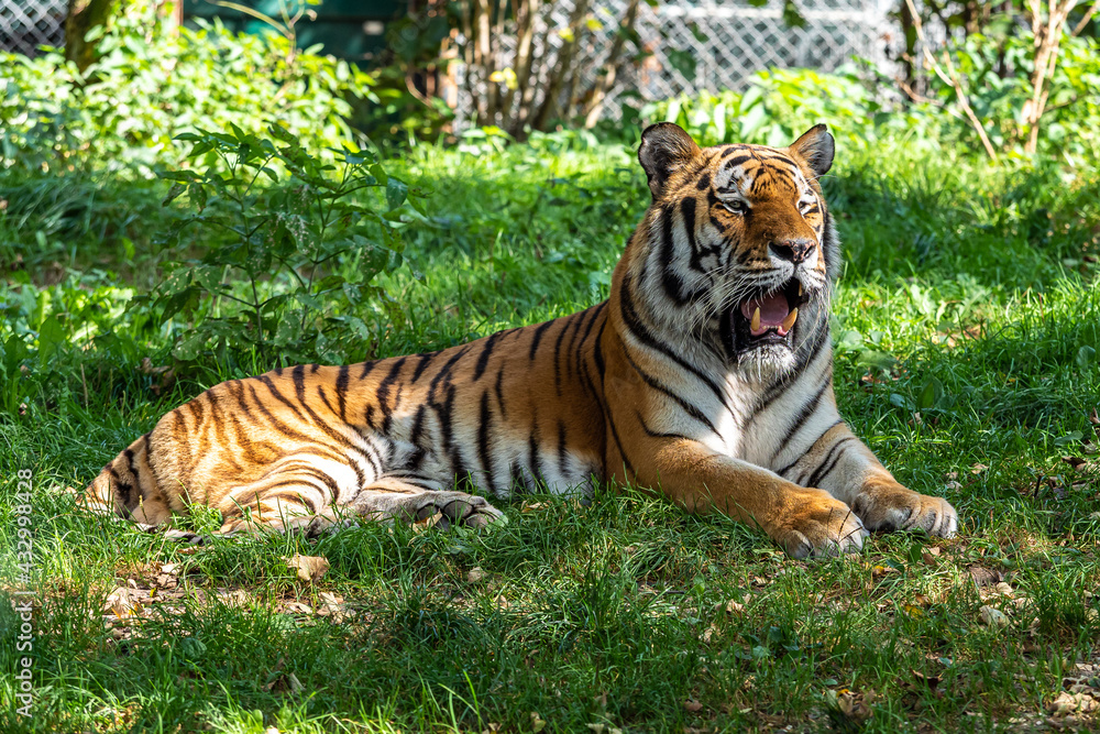 The Siberian tiger,Panthera tigris altaica in a park The Siberian tiger,Panthera tigris altaica in a park