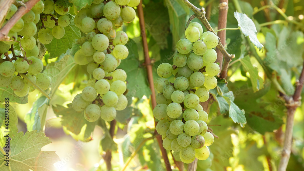 Vine and bunch of white grapes in garden