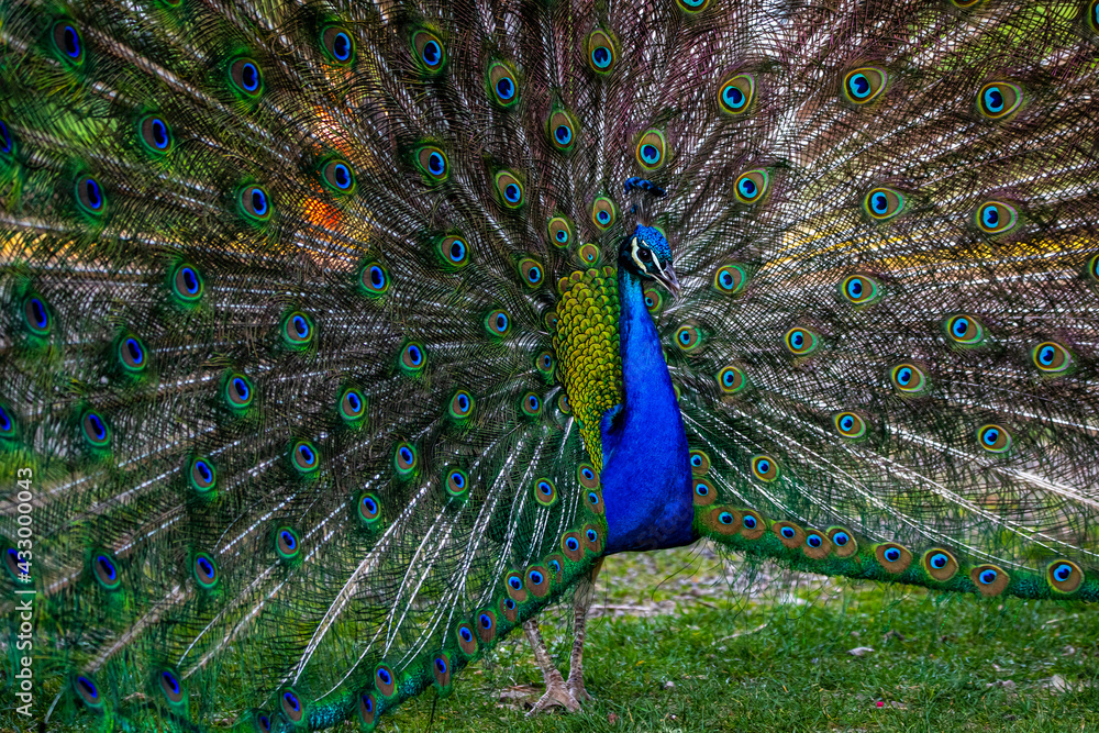 Obraz premium Peacock crowing