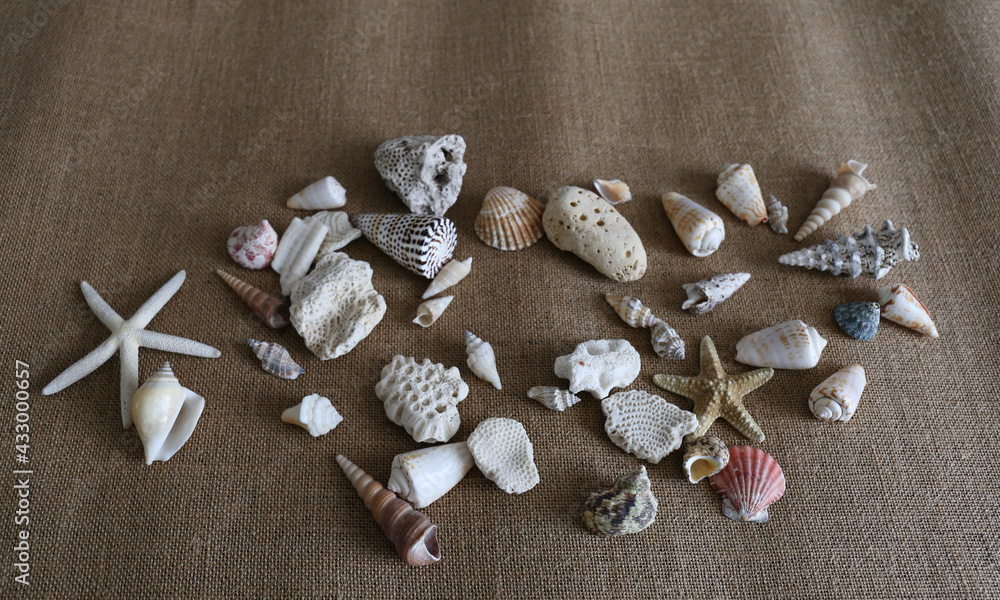 seashell and starfish on nature and jute background seashell and starfish on nature and jute background