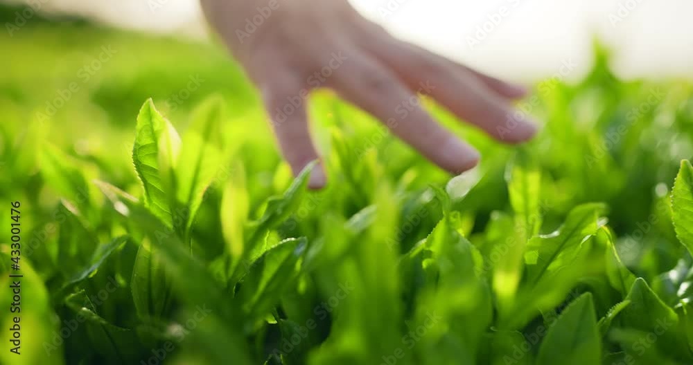 Touching fresh tea leaves Touching fresh tea leaves