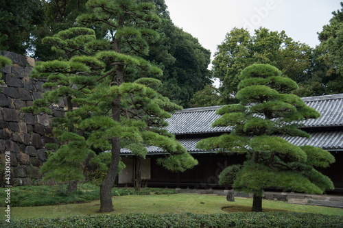 japanese garden