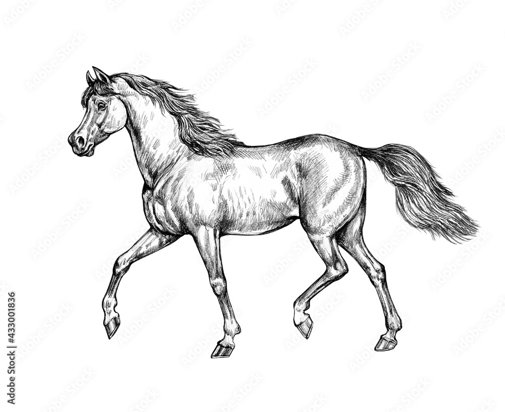 Fototapeta Piękny koń arabski. Ołówkiem portret konia. Rysowanie koni.