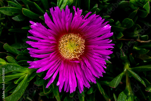  spring delicate purple flower  ice plant among green leaves close-up forming the background