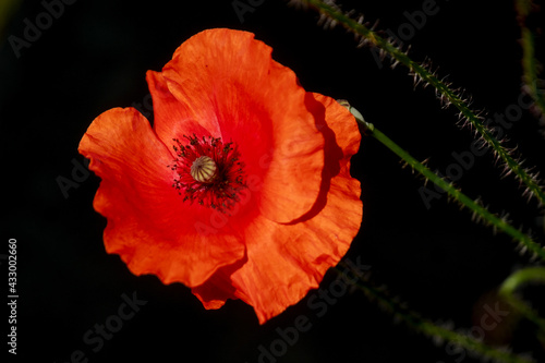 one red blooming poppy flower isolated on black  copy space