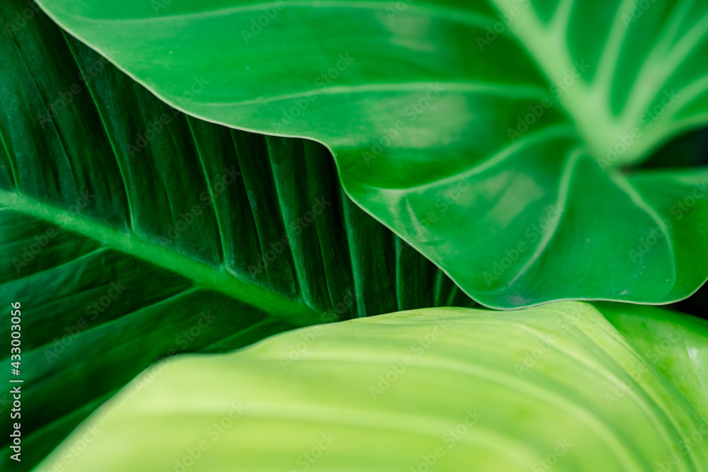 Green leaf texture background. Beauty house plant in the garden. Indoor plants. Green leaf for home decoration. Wallpaper for spa or mental health and mind therapy. Web banner for organic products. Green leaf texture background. Beauty house plant in the garden. Indoor plants. Green leaf for home decoration. Wallpaper for spa or mental health and mind therapy. Web banner for organic products.