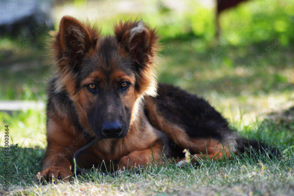 young german shepherd dog running in the garden, sunny day and sunlight in summer young german shepherd dog running in the garden, sunny day and sunlight in summer