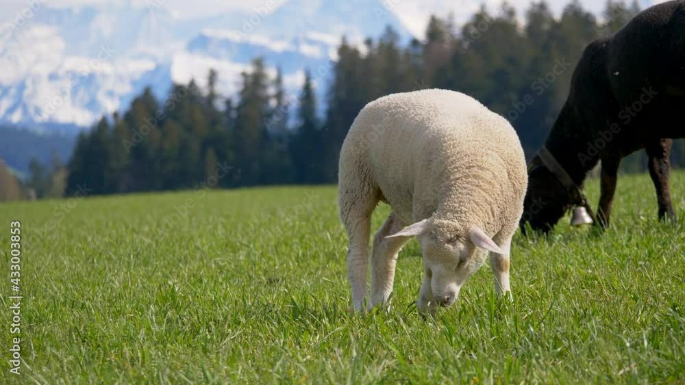 Close up shot of pretty young sheep grazing on natural pasture in Swiss Alps. Tracking shot. Close up shot of pretty young sheep grazing on natural pasture in Swiss Alps. Tracking shot.