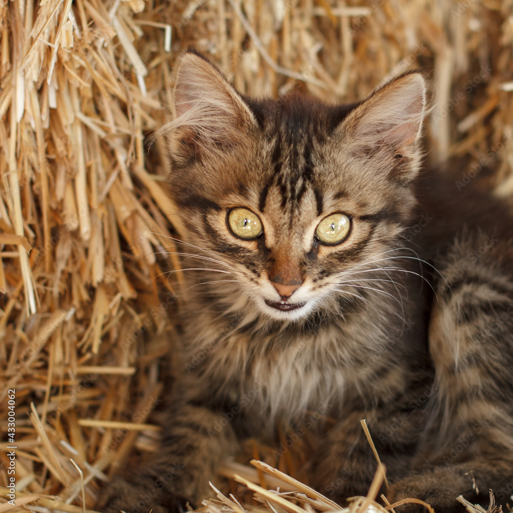 Gray tabby kitten sitting on the straw stack Gray tabby kitten sitting on the straw stack