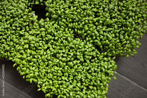 several containers of microgreens of watercress on wooden natural dark background. Sprouting Microgreens. Seed Germination at home, cityferm. Vegan and healthy eating concept. Selective focus.