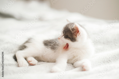 Cute little kitten yawning and lying on soft bed. Portrait of adorable sleepy kitty relaxing on bed