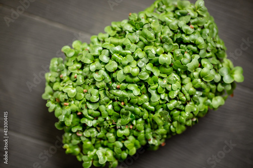 transparent container of microgreens of radish on wooden natural dark background. Sprouting Microgreens. Seed Germination at home, dense green leaves. Vegan and healthy eating concept. Selective focus