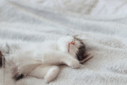 Cute little kitten sleeping on soft bed. Portrait of adorable sleepy kitty relaxing on cozy blanket photo