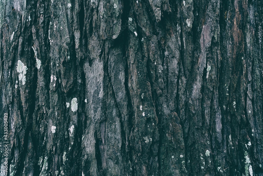 Tree Bark Texture for Background. Tree Bark Texture for Background.