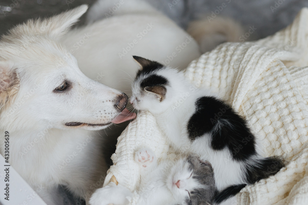 Adorable white dog licking and kissing cute little kittens in basket. Adoption and care concept Adorable white dog licking and kissing cute little kittens in basket. Adoption and care concept